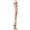 tibial anterior