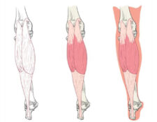músculo triceps sural
