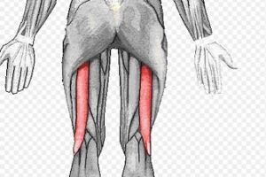 bíceps femoral