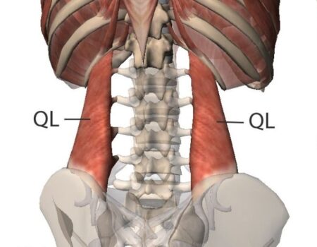 Cuadrado lumbar cuadrado lumbar
