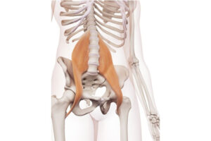 psoas mayor