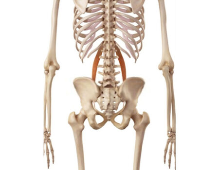 psoas menor