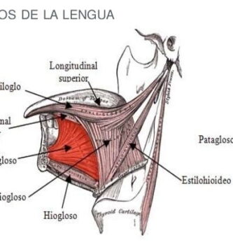 Músculos de la lengua