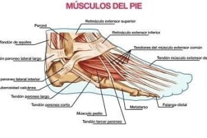 músculos del pie