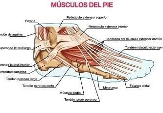 músculos del pie