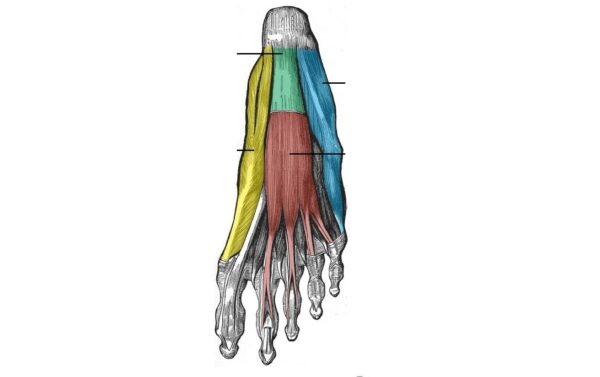músculos del pie