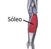 Músculo sóleo