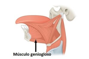Musculo geniogloso