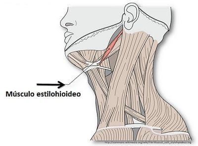 Músculo estilohioideo (origen, inserción, inervación, acción, relevancia)