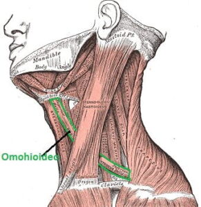 Músculo omohioideo (origen, inserción, irrigación, inervación, acción)