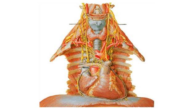 Plexo cardiaco Plexo cardíaco