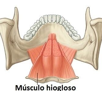 músculo hiogloso