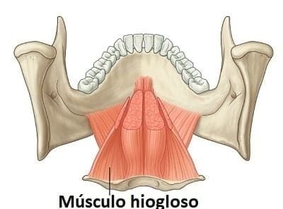 Músculo hiogloso músculo hiogloso