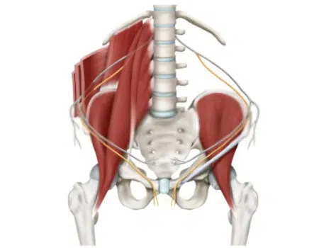 Nervio ilioinguinal