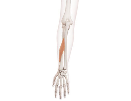 Abductor largo del pulgar Abductor largo del pulgar