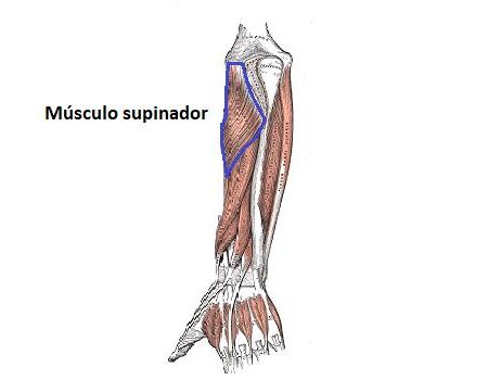 Supinador supinador