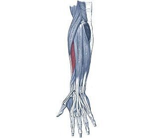 extensor radial corto del carpo