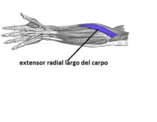 extensor radial largo del carpo