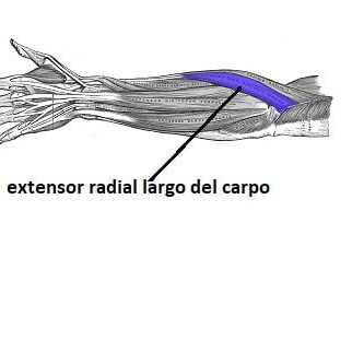 extensor radial largo del carpo