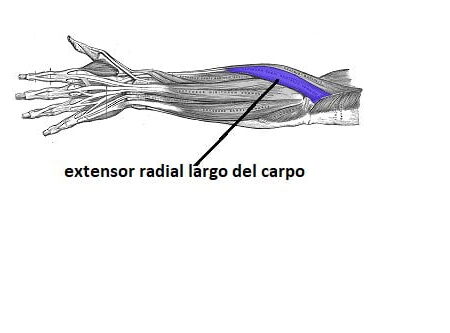 extensor radial largo del carpo