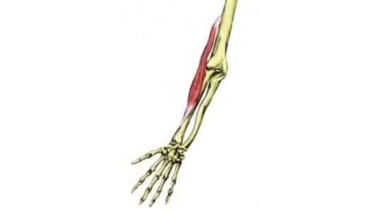 Músculo braquiorradial (origen, inserción, inervación, acción)