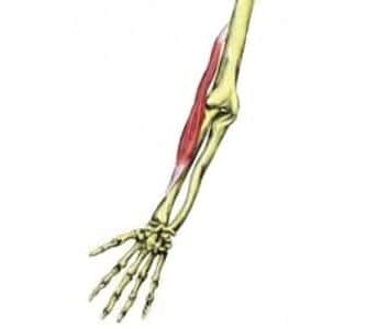 braquiorradial