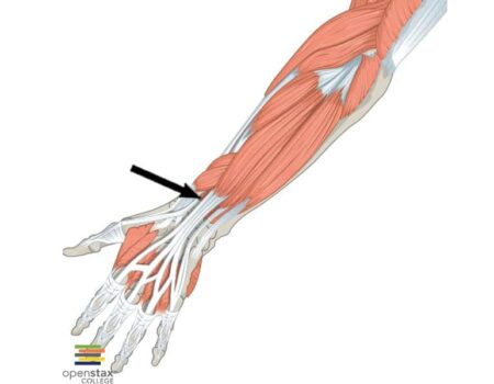 Extensor largo del pulgar Extensor largo del pulgar