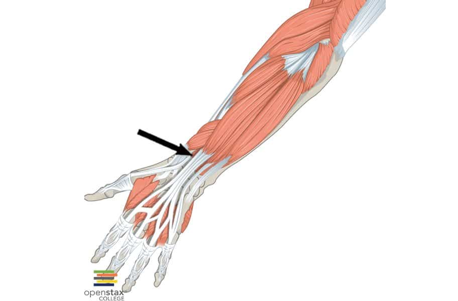 Extensor largo del pulgar Extensor largo del pulgar