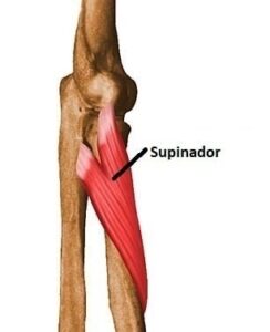 Músculo Supinador origen inserción inervación irrigación acción