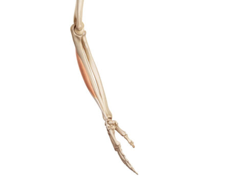 Músculo extensor cubital del carpo Músculo extensor cubital del carpo