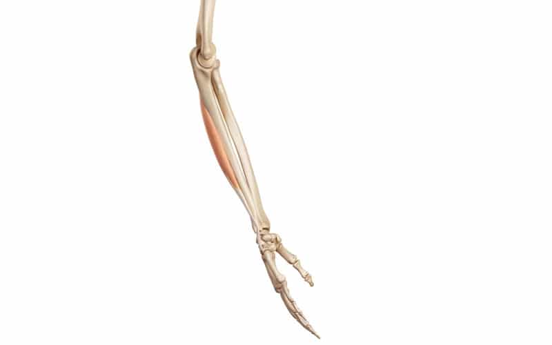 Músculo extensor cubital del carpo Músculo extensor cubital del carpo
