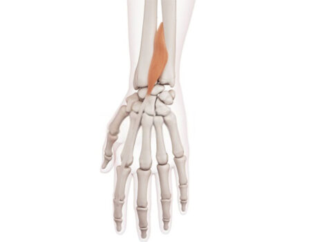 Músculo extensor del índice extensor del índice