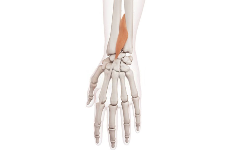 Músculo extensor del índice extensor del índice