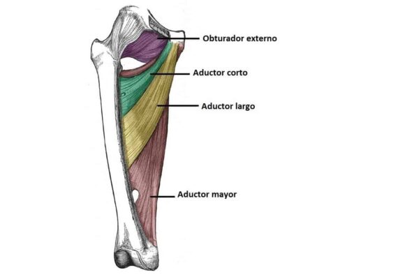 Músculos aductores de la cadera