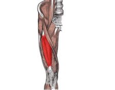 músculo recto femoral