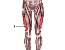 músculo vasto lateral