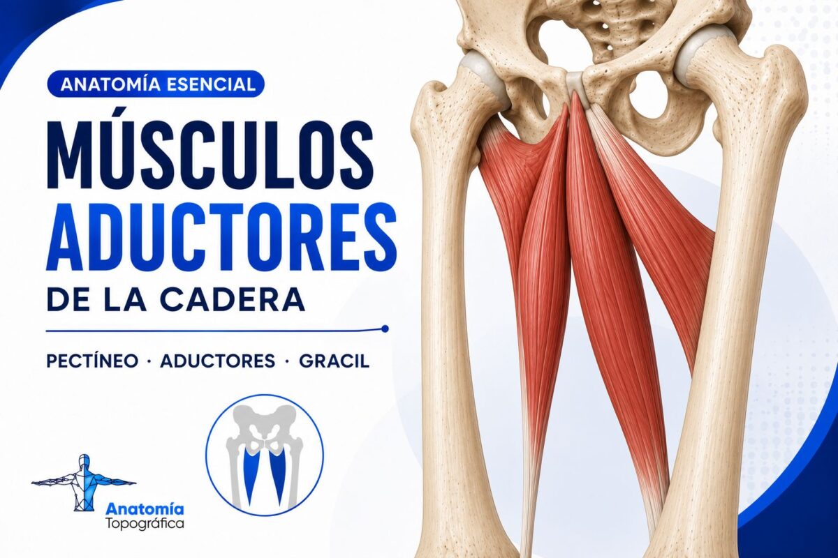 Músculos aductores de la cadera: biomecánica, canal aductor y clínica Músculos aductores de la cadera: pectíneo, aductores y grácil