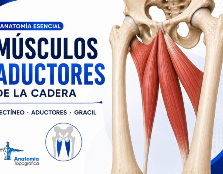 Músculos aductores de la cadera: pectíneo, aductores y grácil