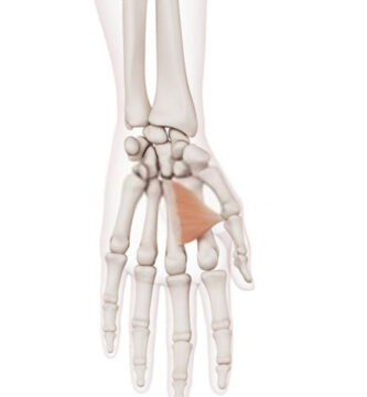 aductor del pulgar