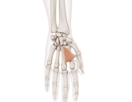 Músculo aductor del pulgar aductor del pulgar
