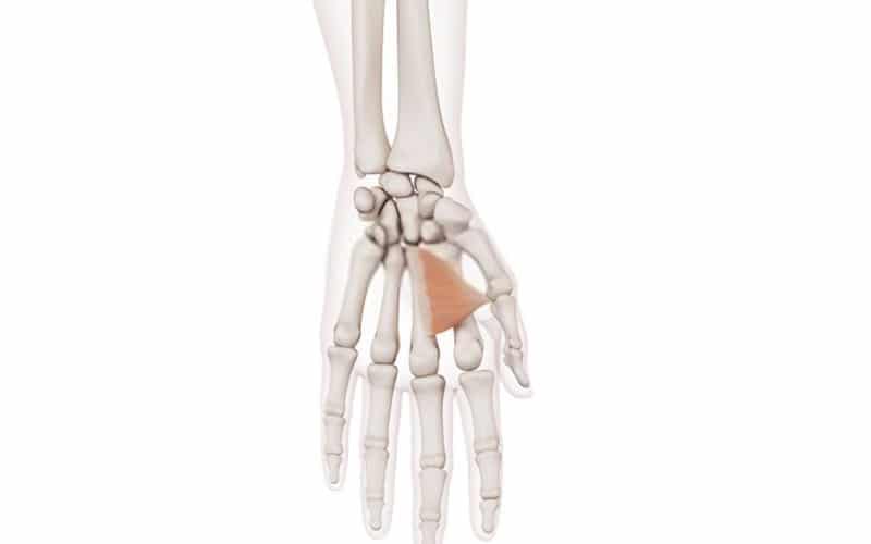 Músculo aductor del pulgar aductor del pulgar