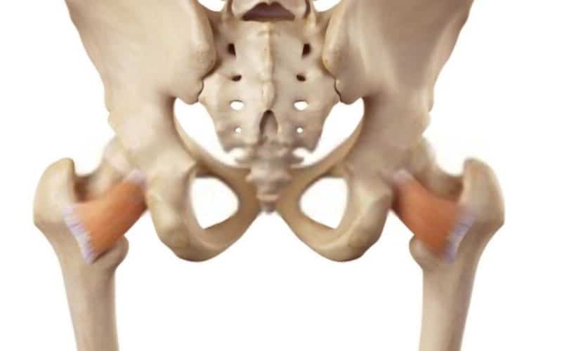 Músculo cuadrado femoral músculo cuadrado femoral