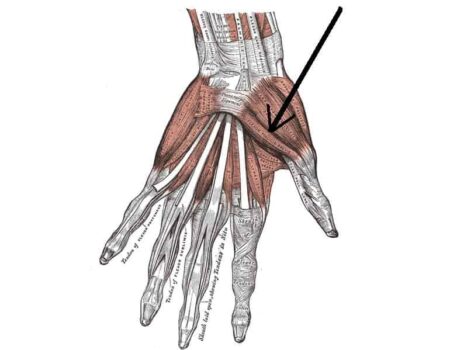 Flexor corto del pulgar flexor corto del pulgar