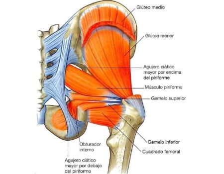 Músculos de la región glútea músculo gemelo inferior