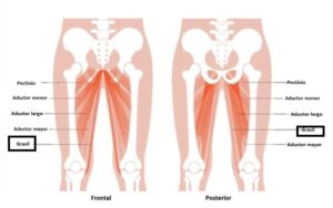 Músculos aductores de la cadera: biomecánica, canal aductor y clínica músculo grácil