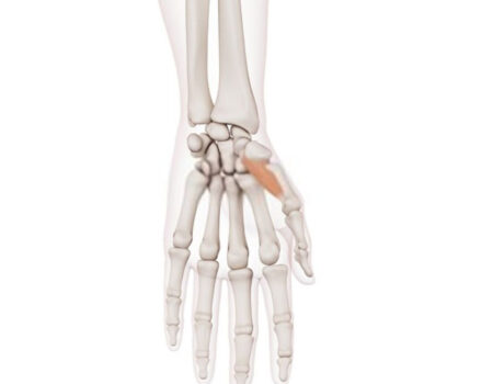 Oponente del pulgar oponente del pulgar