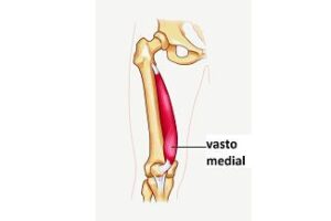 músculo vasto medial