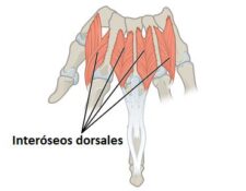 músculos interóseos dorsales