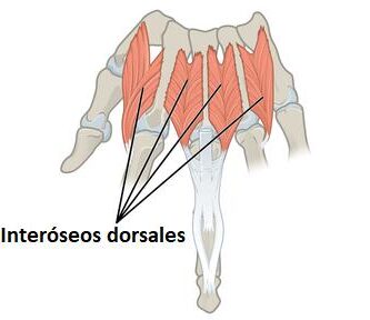 músculos interóseos dorsales