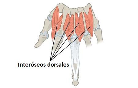 Músculos interóseos dorsales músculos interóseos dorsales